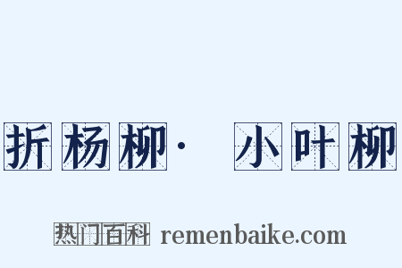 折杨柳·小叶柳是什么意思的图片